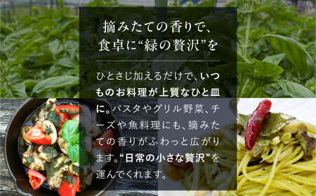 【先行予約】【2026年6月中旬頃から順次発送】 バジルペースト ２個セット ＜数量限定100セット＞ 摘みたて バジル フレッシュ 生ペースト 三次市 / Atelier＋BOTANICAL[APC