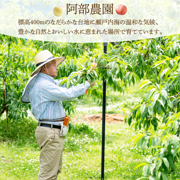 阿部農園 おまかせ 桃 約1.3kg 《2025年７月下旬から順次発送》 フルーツ 果物 くだもの 果実 夏 旬のフルーツ 旬の果物 もも モモ ピーチ 食品 オリジナル品種 阿部水蜜 あかつき 白鳳