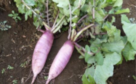 野菜 定期便 3ヶ月 2～4名様向け 旬の野菜 7種 セット 生野菜 やさい 新鮮 鮮度 産地直送 詰め合わせ 冷蔵 千葉 定期 お楽しみ 3回