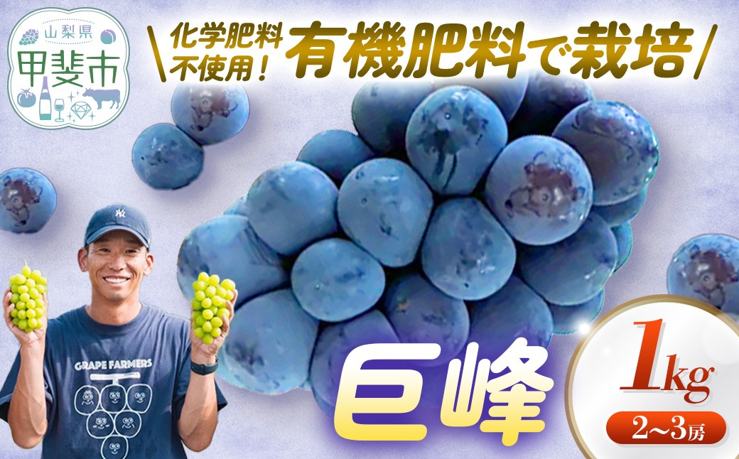 
                  山梨県甲斐市産　巨峰　約1㎏ 葡萄 フルーツ 果物 山梨 ぶどう 高級 フルーツ ギフト フルーツ 巨峰 ブドウ 葡萄 ギフト 山梨県産 ぶどう 甲斐市 ブドウ かめざわ農園 山梨県甲斐市 DG-4
                