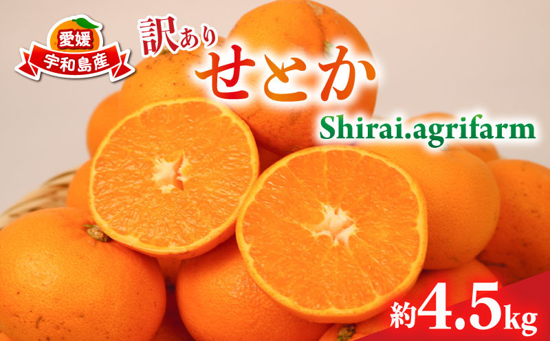 
                  せとか 訳あり 約4.5kg サイズ 不揃い Shirai.agrifarm | みかん せとか 柑橘 みかん 4.5kg おすすめ 不揃いみかん せとか 宇和島市産せとか 柑橘みかん 愛媛県産みかん おすすめのせとか 訳ありせとか 希少みかん 愛媛のみかん 柑橘 みかん せとか ミカン セトカ 宇和島産みかん おすすめみかん 人気のみかん B015-115008
                
