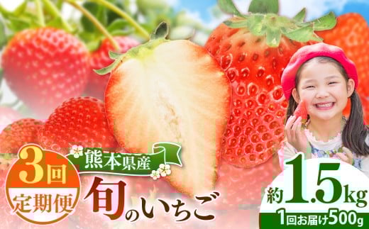 【定期便3回】 旬のいちご 約500g｜ 果物 くだもの フルーツ いちご 苺 イチゴ 定期便 熊本県 玉名市