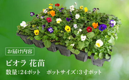 【10月末より順次発送】 生産者直送！ ビオラ 花苗 24ポットセット / 瑞浪市 中山園芸 苗 花 お花 生花 フラワー ガーデニング[AZDC010]