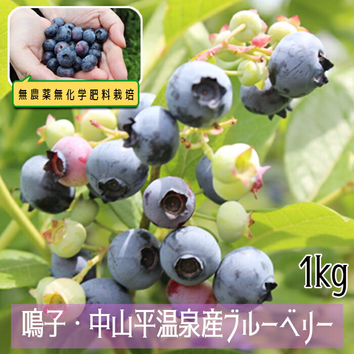 【ふるさと納税】無農薬無化学肥料栽培 鳴子・中山平温泉産ブルーベリー1kg