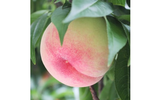 【長野県産】桃(あかつき) 約5kg 秀品 2026年7月上旬から発送 信州 南信州 産地直送 果物 くだもの もも モモ 旬 旬の果物 旬の桃 山下屋荘介