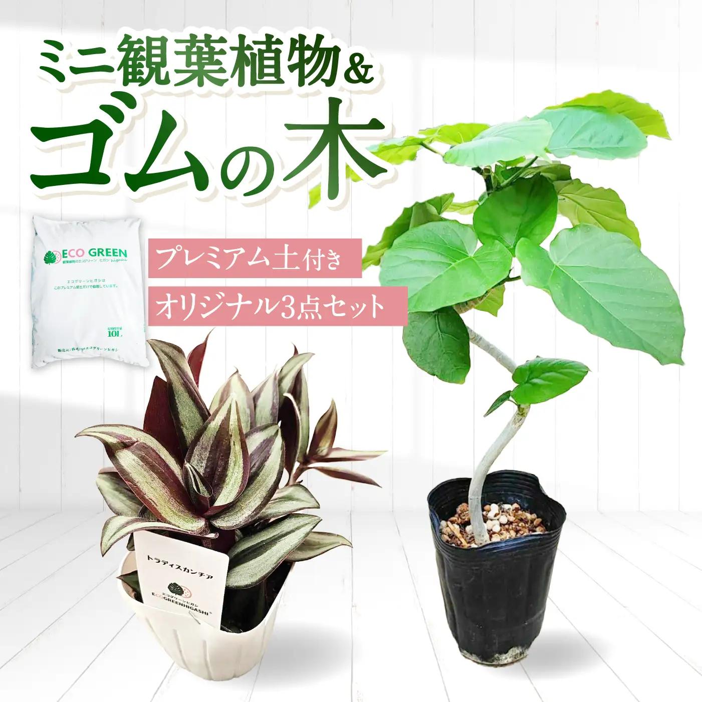 土付き 観葉植物 3点セット[ACAL012]