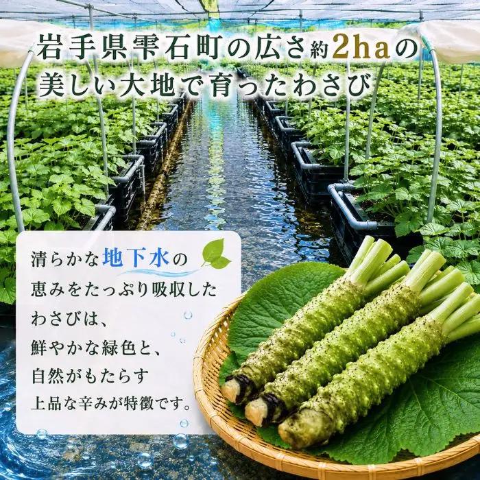 栽培期間中 農薬 化学肥料 不使用 国産 わさび 約 50g 4本 総量 200g 【雫石わさび苑】 野菜 やさい 香味野菜 山葵 ワサビ 生わさび 生ワサビ 生山葵 薬味 産地直送 日本産 新鮮 調