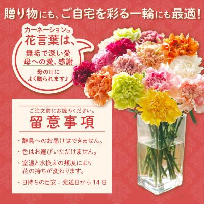 ふるさと納税 西尾市 【母の日までにお届け(4/20までに決済完了)】生産者直送　想いを届けるカーネーション花束・T164 |  | 02