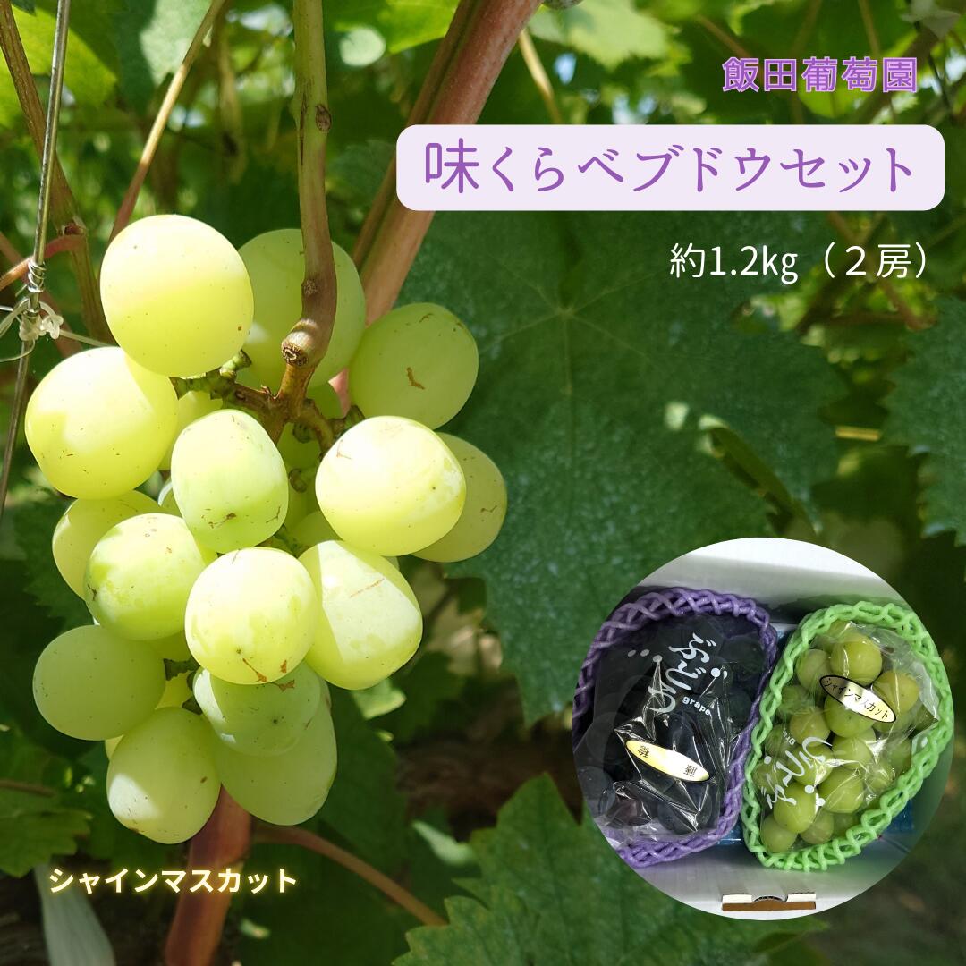 【ふるさと納税】【先行予約】味くらべ ブドウ セット 1.2kg （ シャインマスカット と 旬のぶどう ）ぶどう 葡萄 ※2025年8月下旬～10月中旬頃に順次発送予定 ※沖縄・離島への配送不可