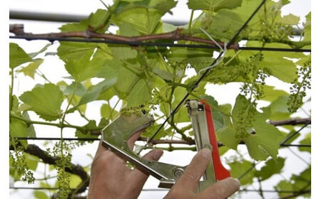 ぶどう 2026年発送 ピオーネ 1房 約 500g