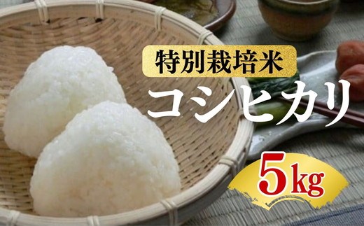 コシヒカリ＜特別栽培米＞精米 5㎏（減農薬 有機肥料 お米 米 おこめ こめ 白米 こしひかり 令和7年産）【002309A】