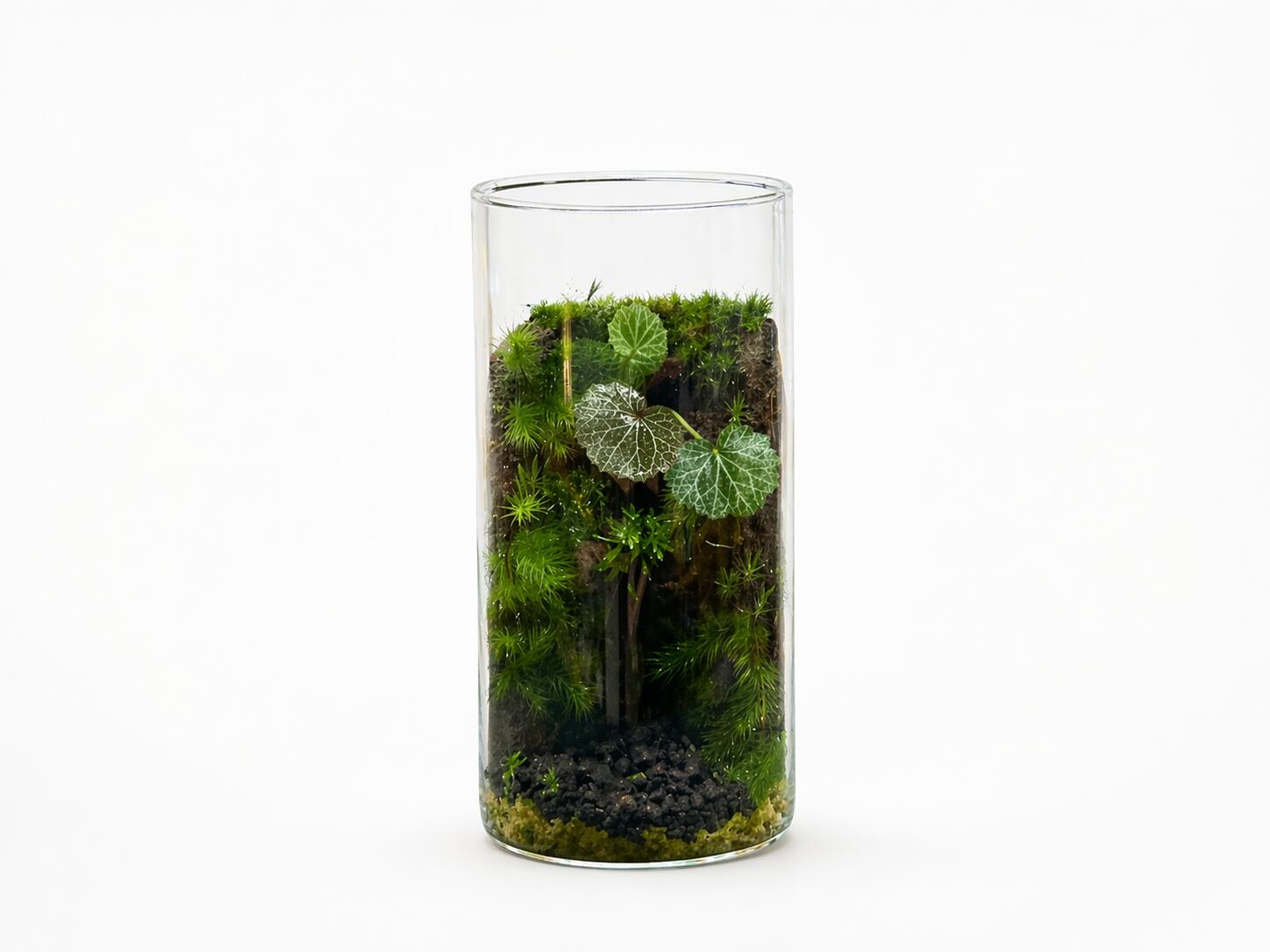 【ふるさと納税】いやしの苔テラリウム筒 | インテリア こけ 観葉植物 簡単 初心者 癒し 緑