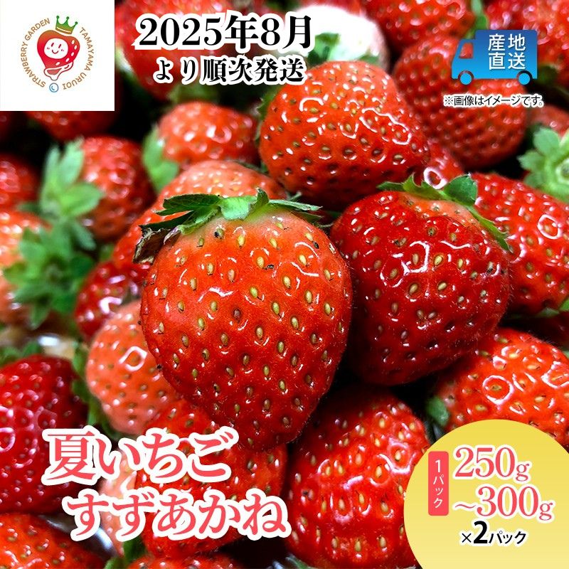 【ふるさと納税】いちご 夏いちご『すずあかね』 盛岡市玉山から産地直送！ 250g ～ 300g × 2パック 苺 クール便 数量限定 岩手 果物類 イチゴ 　お届け：2025年8月1日～2025年10月31日