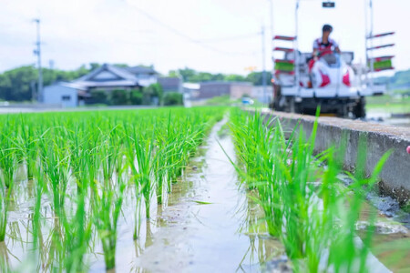 和歌山県産にじのきらめき10kg（5kg×2袋）