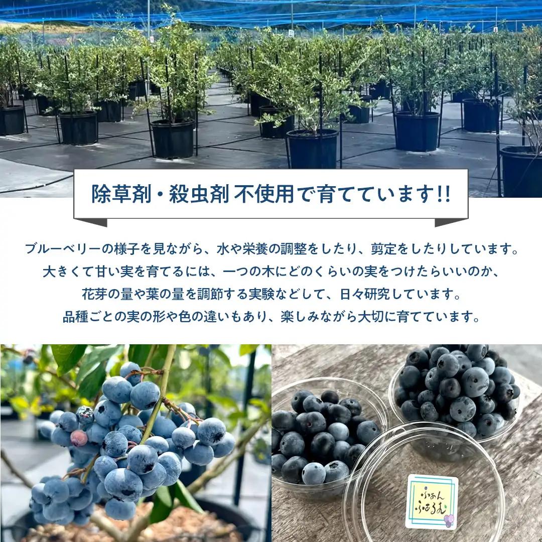 茨城県産 冷凍 ブルーベリー 合計 1kg (250g×4袋) 多品種 果実 果物 くだもの フルーツ おやつ ブルーベリー ベリー ジャム 小分け [DZ018sa]