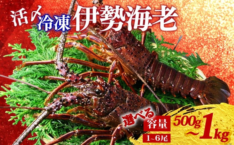 
                  選べる 冷凍 伊勢海老 約500g～1kg 1～6尾 活〆 伊勢えび 伊勢エビ イセエビ 海老 えび エビ ebi いせえび 魚介 海鮮 海産物 海 特産品 うま味 旨味 海の幸 アウトドア BBQ 刺身 炭火焼 産地直送 国産 三重県 伊勢 志摩 南伊勢町 山藤
                
