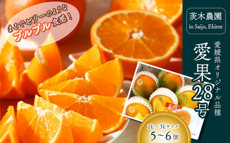 【先行予約】茨木農園の樹上完熟 愛果28号（紅まどんなと同品種）小箱（5～6個）｜ 2025年12月中旬～12月下旬発送｜ 高級柑橘愛果 あいか 高級みかん 