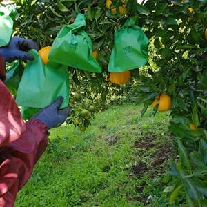 人気の不知火入り!みかん色々4-5種5kg季節の柑橘が楽しめる詰め合わせBox【先行受付】【1531520】