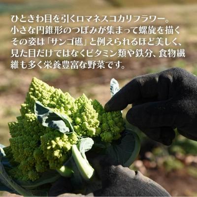 ふるさと納税 大崎町 冷凍カットロマネスコカリフラワー 400g×4袋(1.6kg) |  | 03
