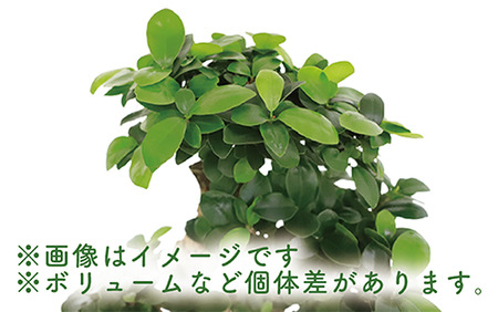 1月上旬～発送【観葉植物】ガジュマル曲り 昇り龍55cm～75cm(Green Base/030-1392) 南国鹿児島県で育った 観葉植物！植物 鉢付 インテリア 室内 オフィス おしゃれ プレゼン