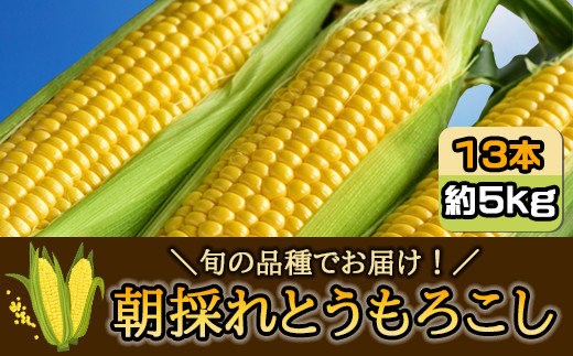 
【先行受付2025年7月発送】朝採れとうもろこし 約5kg 13本 旬の品種でお届け！／ふるさと納税 とうもろこし トウモロコシ 朝採れ 千葉県 山武市 SMBQ001
