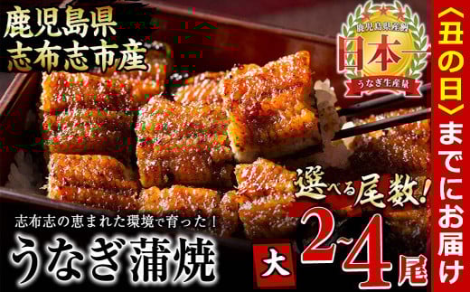 
            【7/7までの入金で丑の日までにお届け】【尾数が選べる！】鹿児島県産 うなぎの大楠＜大＞2尾～4尾　うなぎ 鰻 ウナギ 2尾 4尾 国産 九州産 蒲焼き かばやき 冷凍 うな重 ひつまぶし タレ 山椒 真空パック ランキング 人気
          