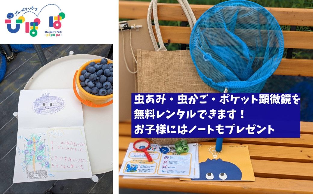 ブルーベリー狩り 食べ放題 時間無制限 大粒 ペアチケット 農薬不使用 19品種 夏季限定 ブルーベリーパークぴぽぱ