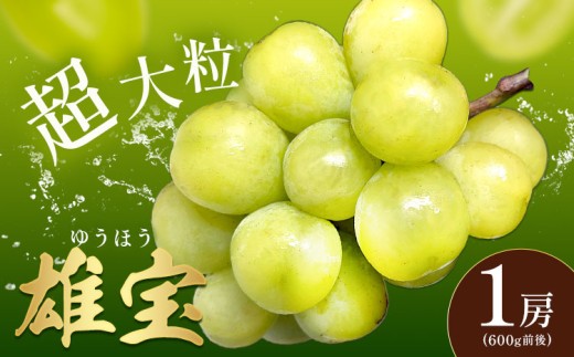 ぶどう 雄宝 1房 600g前後 葡萄 ブドウ ぶどう 大粒 種なし 皮ごと フルーツ 果物 産地直送 新鮮 ジューシー お取り寄せ ギフト 国産 季節限定 茨城県 結城市《8月下旬-9月下旬頃出荷予定》 會澤ぶどう・キウイフルーツ園 【配送不可地域あり】(離島)