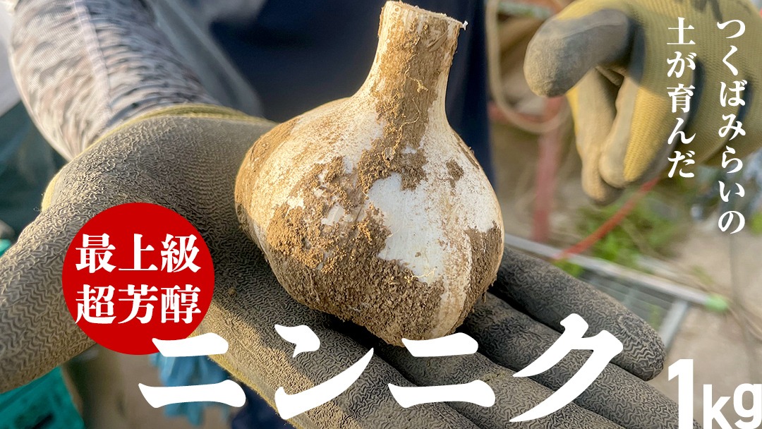 超芳醇 つくばみらいの土が育んだ 最上級ニンニク 1kg つくばみらい市 ニンニク 新ニンニク 茨城県産 国産 無化学肥料 農薬不使用 化学肥料不使用 [FA02-NT]