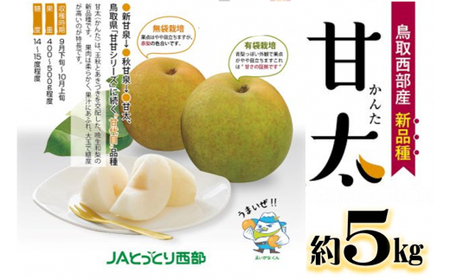 鳥取県産梨「甘太」かんた 5kg