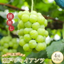 【ふるさと納税】＜先行予約＞瀬戸ジャイアンツ（特秀）約2kg1箱（4房） | ブドウ 先行予約 葡萄 瀬戸ジャイアンツ 美味しい ぶどう 瀬戸ジャイアンツ フルーツ 新鮮 瀬戸ジャイアンツ 大人気 愛媛 ブドウ 瀬戸ジャイアンツ おすすめ 瀬戸ジャイアンツ 葡萄 送料無料