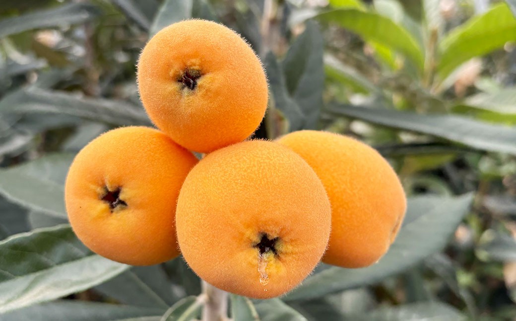 長崎市産びわ 1kg 24個入 【2026年4月下旬～5月下旬発送予定】 びわ ビワ 果物 くだもの フルーツ 国産 国産フルーツ 常温 長崎県 長崎市