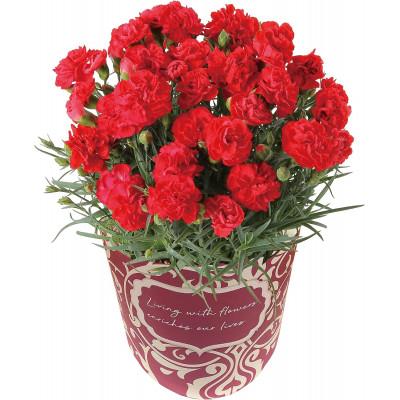 ふるさと納税 小山市 赤カーネーション5号鉢