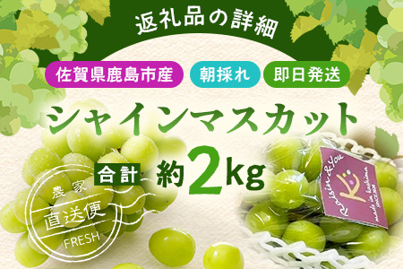 朝採れ即日発送◆数量限定◆シャインマスカット 約2kg 3～4房【先行予約】【2025年8月中旬～9月下旬配送予定】鮮度第一 可愛いラッピングで贈り物にも◎ ご褒美 プレゼント 贈答 ギフト 果物 葡