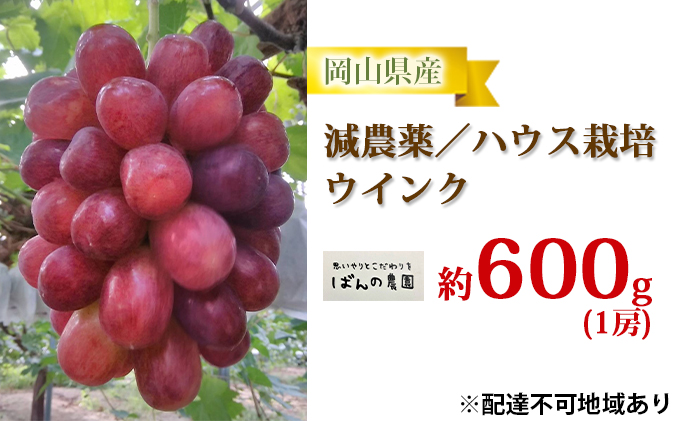 ぶどう 2025年 先行予約 ウインク 1房 約600g  減農薬／ハウス栽培 ブドウ 葡萄  岡山県産 国産 フルーツ 果物 ギフト ばんの農園