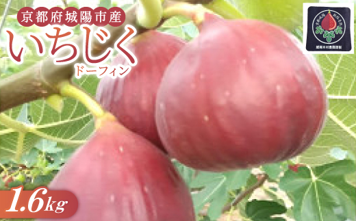 
            京都府城陽市のいちじく(ドーフィン) 400g×4パック 栄養が豊富な体に嬉しいフルーツ【1635816】
          