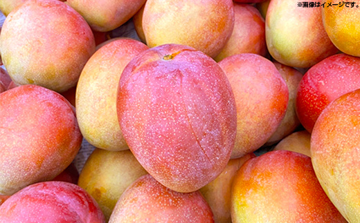 【2025年発送】MKファームの贈答用ミニマンゴー約1kg【贈答用】- 贈答用 ギフト 沖縄県産 産地直送 南国フルーツ 旬の味覚 ミニマンゴー オススメ 沖縄県 八重瀬町