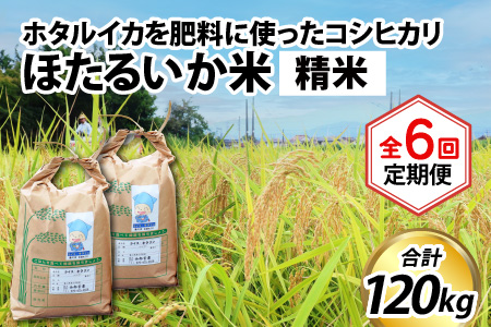 ほたるいか米　コシヒカリ 精米20kg ×6回 計120kg【6ヶ月定期便】米定期便 [N-021003]