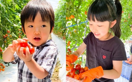 まるでフルーツのような特選ミニトマト1kg（熊本県産） 【2025年12月下旬発送開始】 野菜 やさい トマト とまと ミニトマト 甘い 濃厚 国産 常温
