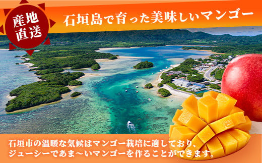 【2026年発送 先行予約】「紅福姫ブランド」石垣島のマンゴー 約1kg 【沖縄県 石垣市 産地直送 旬 石垣島産 マンゴー 完熟マンゴー アーウィン種マンゴー】OT-04