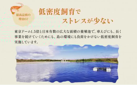 冷凍車えび 500g 竹富島産 エビ 500g【冷凍車えび 】