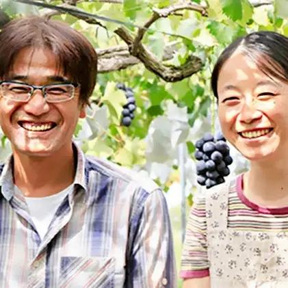 【2026年先行予約】 訳あり巨峰 約1.2kg（3~5房）株式会社野の香 | 訳あり巨峰 種あり