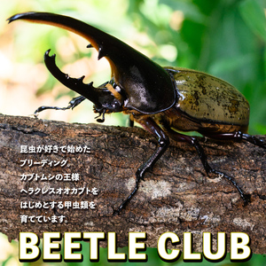 【B76002】ヘラクレスオオカブト (ヘラクレスヘラクレス) 3令幼虫オス2匹 人工蛹室付 鹿児島 ヘラクレス カブトムシ かぶとむし 雄 オス 昆虫 虫 むし 幼虫 生体 飼育 生き物 生物【ビー