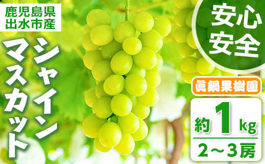 i971 ＜先行予約受付中！2026年8月中旬~10月中旬の間に発送予定＞ 《期間限定》シャインマスカット(約1kg・2～3房) 国産 鹿児島 出水市 ぶどう ブドウ 果物 くだもの フルーツ シャインマスカット 葡萄 旬 種なし 冷蔵 【眞鍋果樹園】