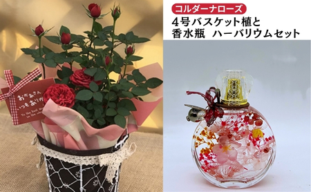 【母の日】ミニバラ（コルダーナローズ）4号バスケット植とおしゃれな「香水瓶」ハーバリウムセット | 薔薇 ばら バラ お花 花 植物 綺麗 おしゃれ 母の日 ギフト 贈答 贈り物 プレゼント お祝 香水 フレグランス 岐阜県 瑞穂市 送料無料 ※2026年4月下旬～5月上旬頃に順次発送予定 ※離島への配送不可
