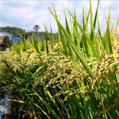 ふるさと納税 小郡市 米 10kg 行徳農園のお米 ひのひかり 筑後小郡産 農家直送 お米 コメ[No5354-0276] |  | 02