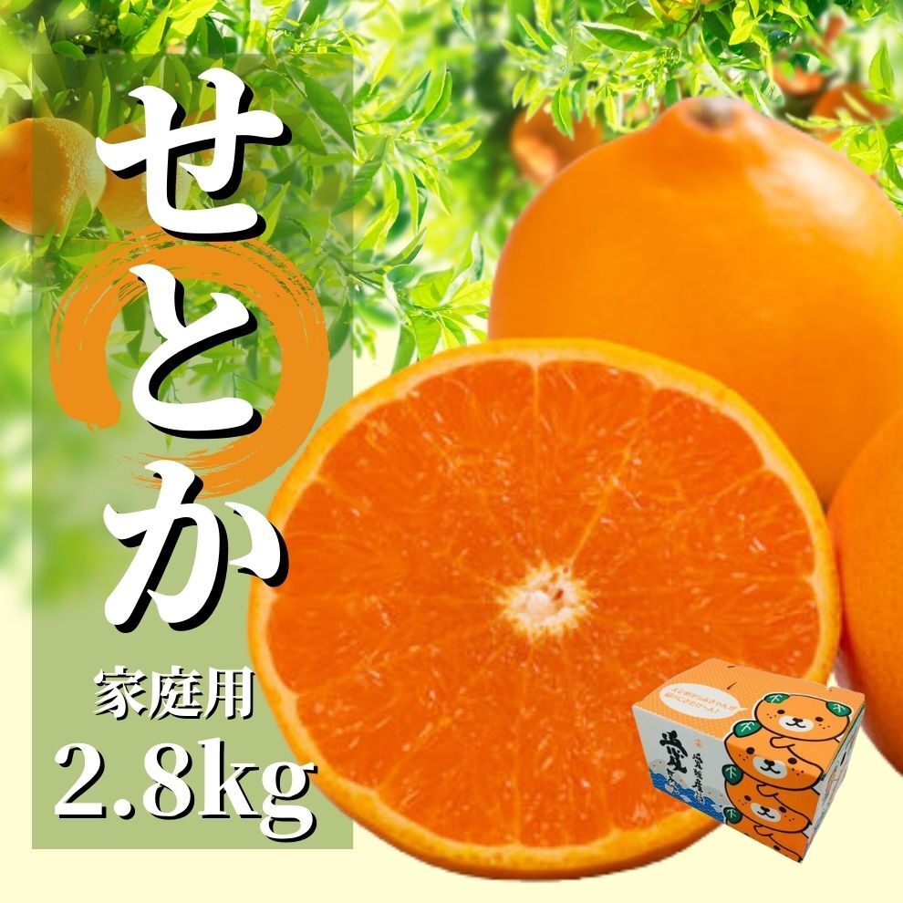 【ふるさと納税】せとか 家庭用 約2.8kg ＜2026年2月から3月頃発送＞ | 愛媛 みかん 先行予約 蜜柑 柑橘 果物 くだもの フルーツ お取り寄せ グルメ 期間限定 数量限定 人気 おすすめ 愛媛県 松山市