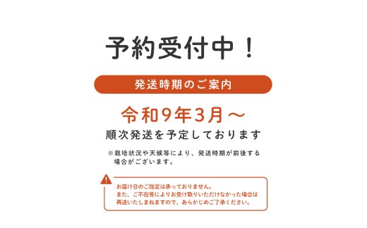 【3～4月収穫分】埼玉県吉見町 吉見いちご【あまりん】2パック｜ブランドいちご 産地直送