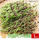 【ふるさと納税】鳥海山麓産　天然ミズの実 約1kg