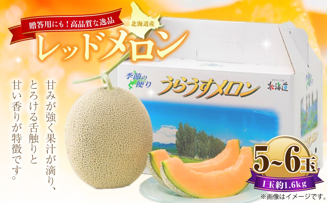 
            レッドメロン 5～6玉 （1玉 約1.6kg） 【2026年7月上旬～7月下旬迄順次発送予定】 果物 フルーツ メロン めろん 赤肉 赤肉メロン 贈答 北海道 浦臼町
          